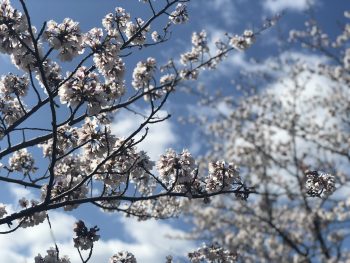 【桜】散歩してきました。