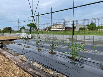 家庭菜園はじめました【夏野菜】