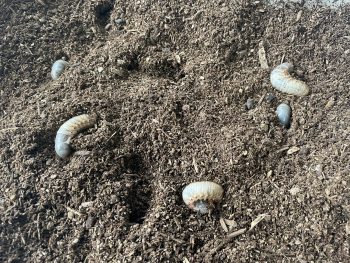 カブトムシの幼虫