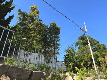 植栽