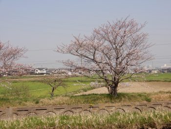 【春】お花見日和です【さくら】