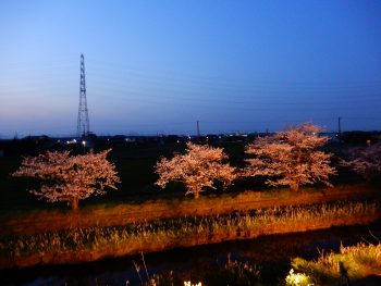 夜桜