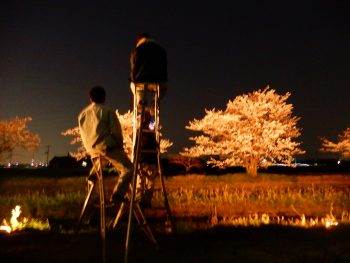 夜桜