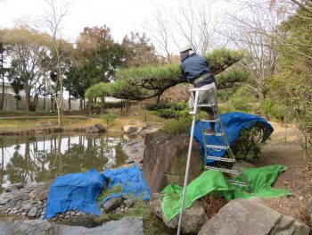 【稲美町】マツのせん定作業です。【万葉の森】