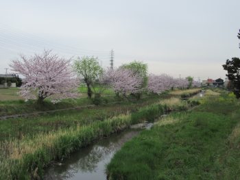 桜並木