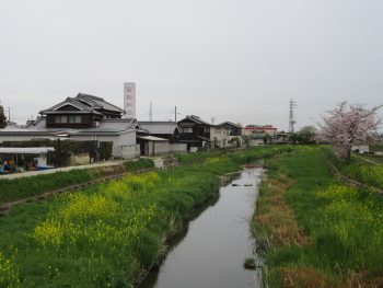 菜の花