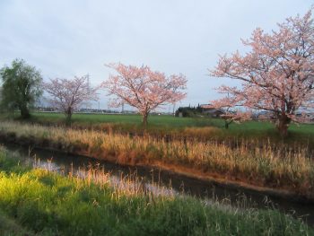 【毎年恒例】お花見しました。